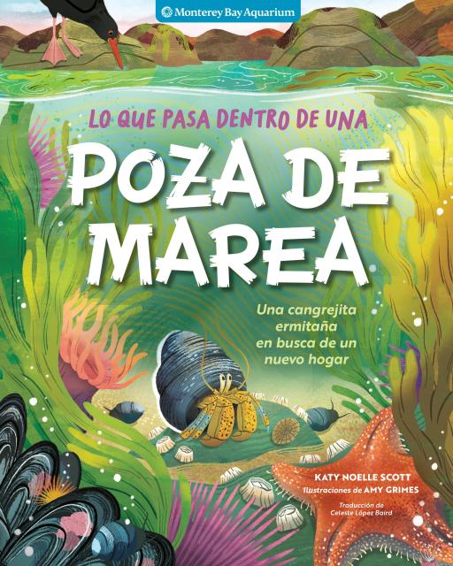 Lo que pasa dentro de una poza de marea